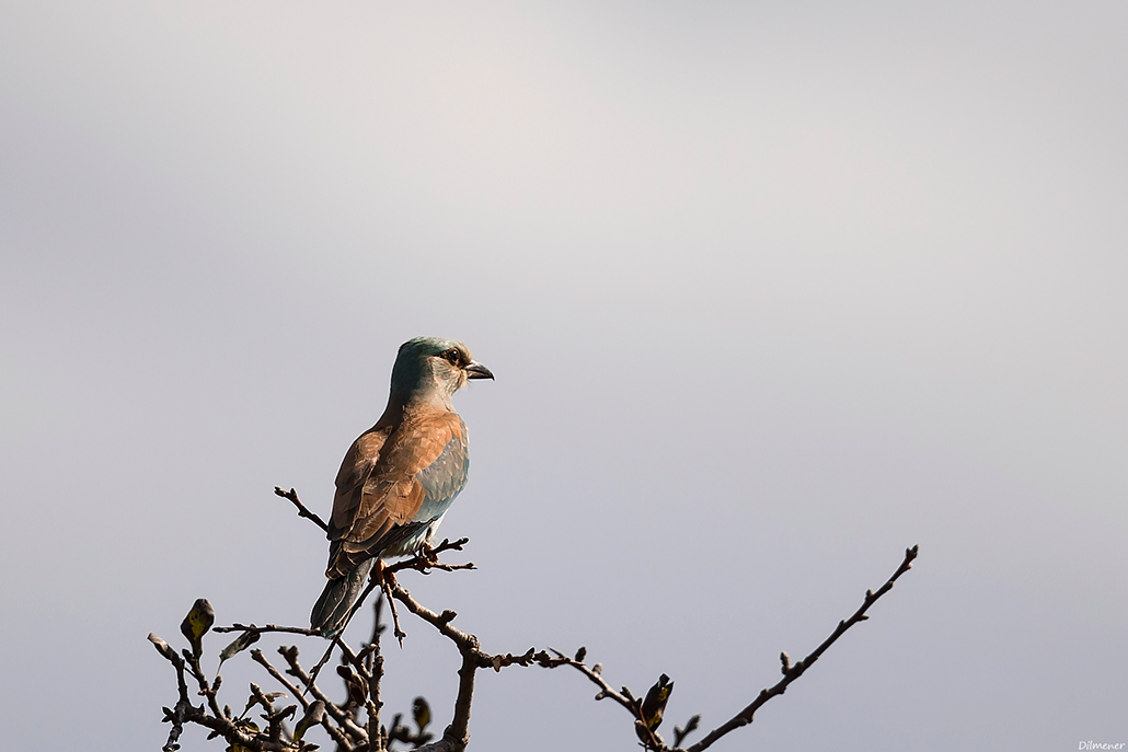 European Roller