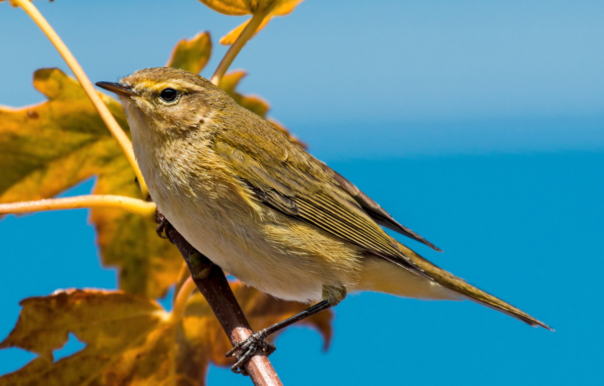 Willow Warbler
