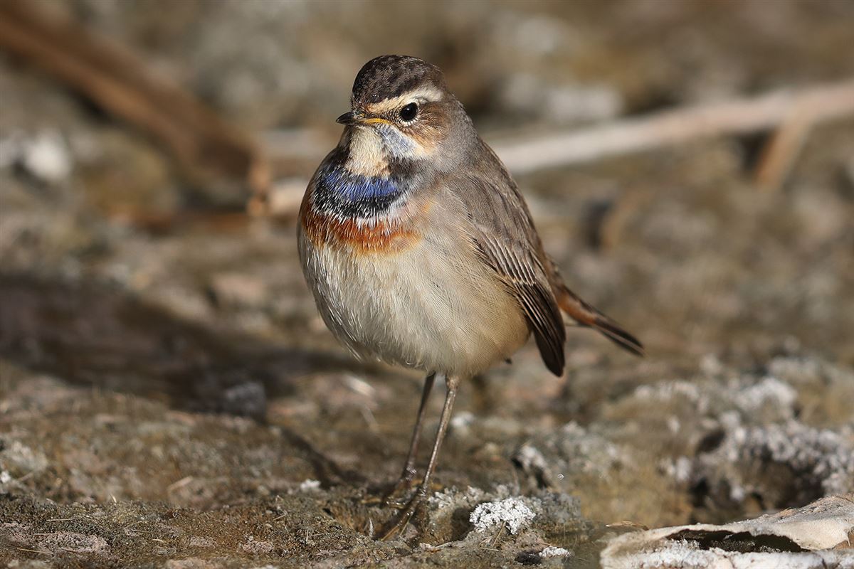 Bluethroat