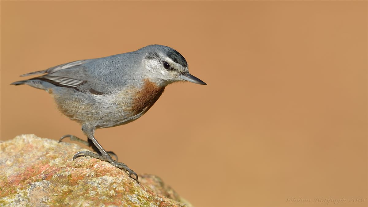 Krüper`s Nuthatch
