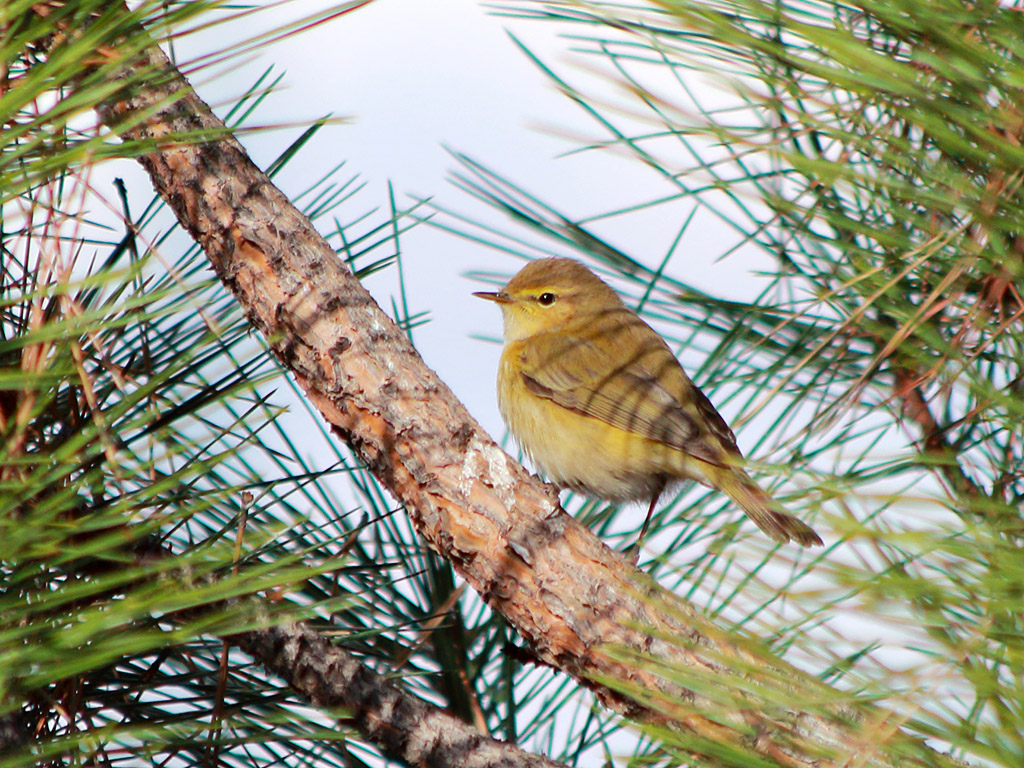 Common Chiffchaff