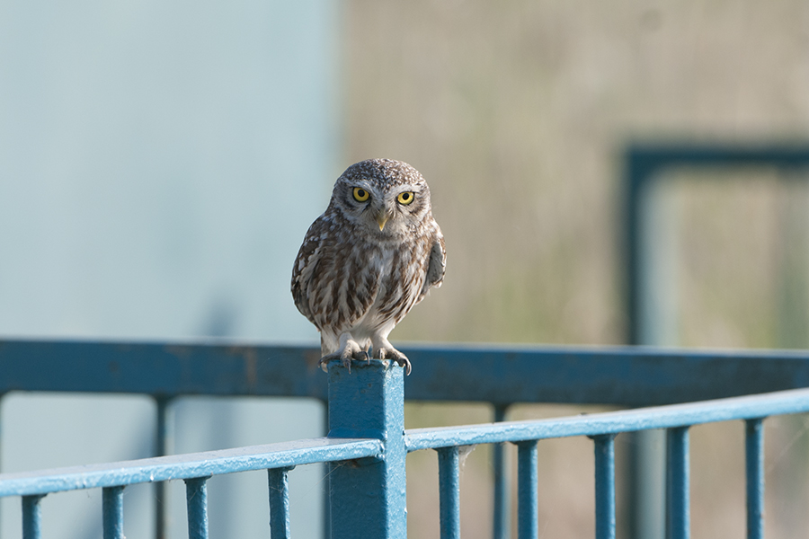 Little Owl