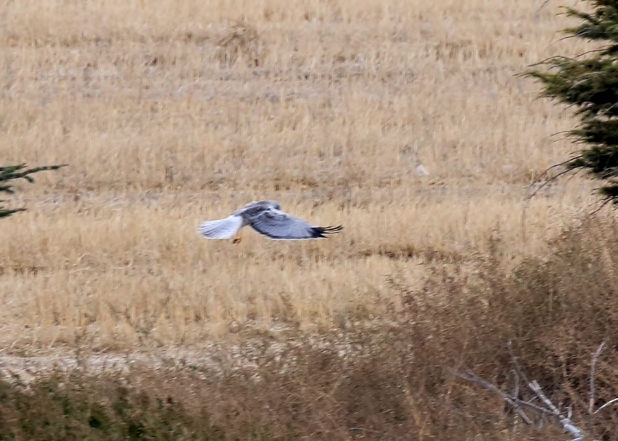 Hen Harrier