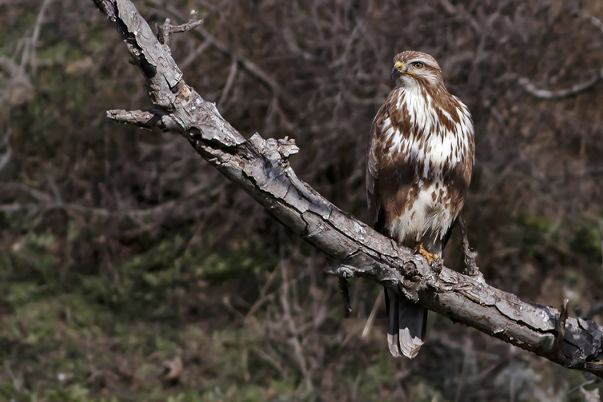Common Buzzard
