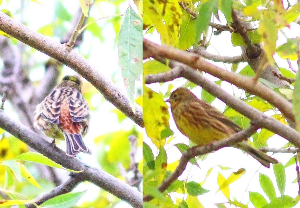 Yellowhammer