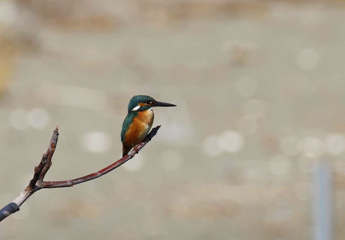 Common Kingfisher