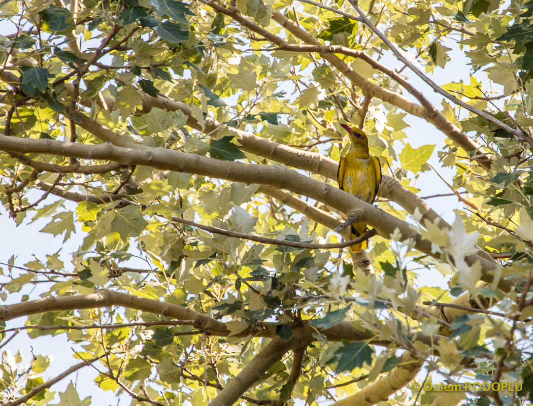 Eurasian Golden Oriole