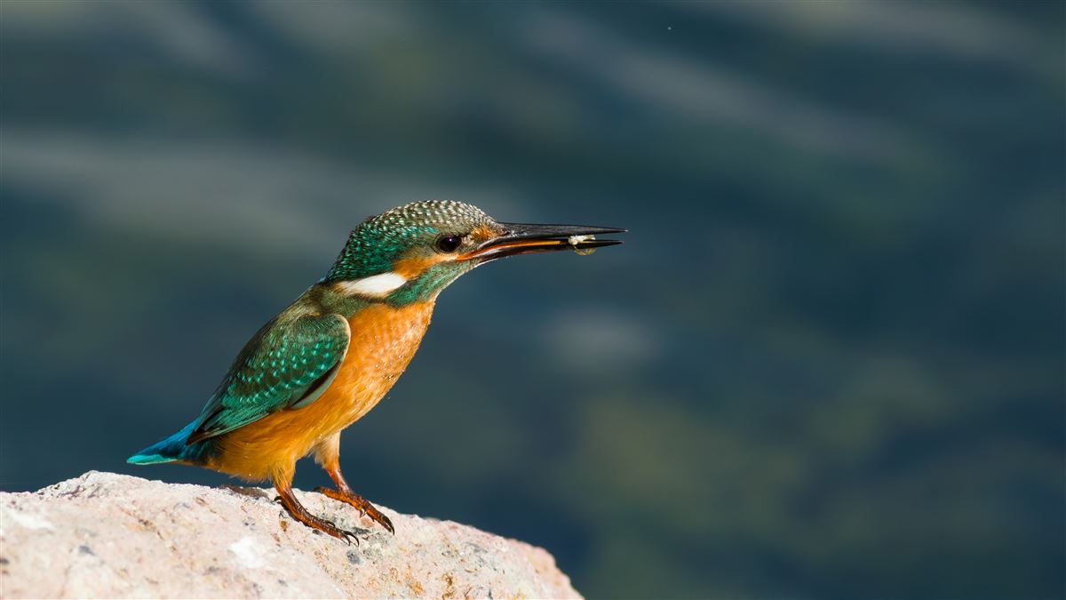 Common Kingfisher