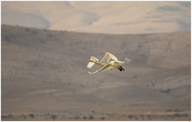 Tundra Swan
