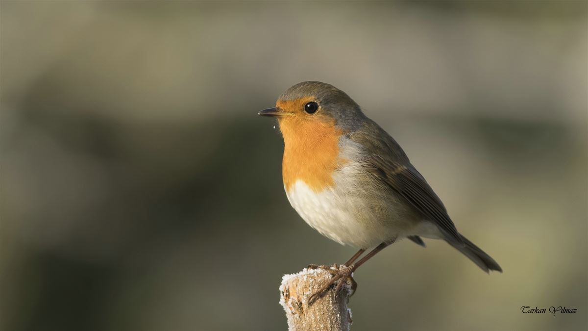 European Robin