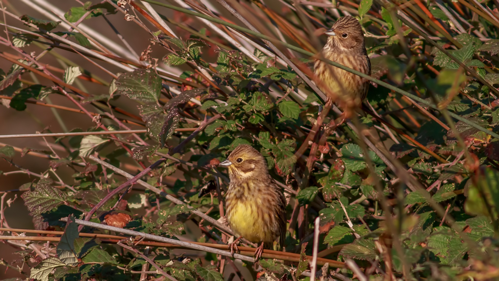 Yellowhammer