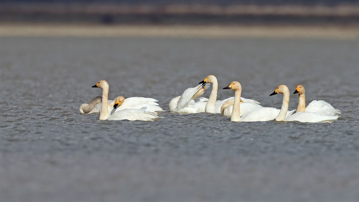 Tundra Swan