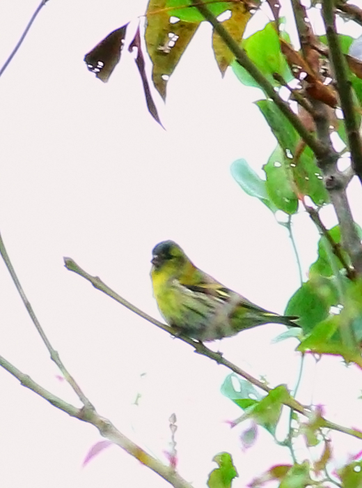 Eurasian Siskin