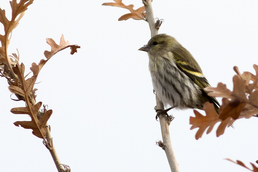Eurasian Siskin