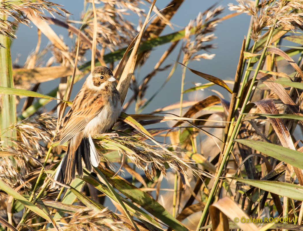 Common Reed Bunting