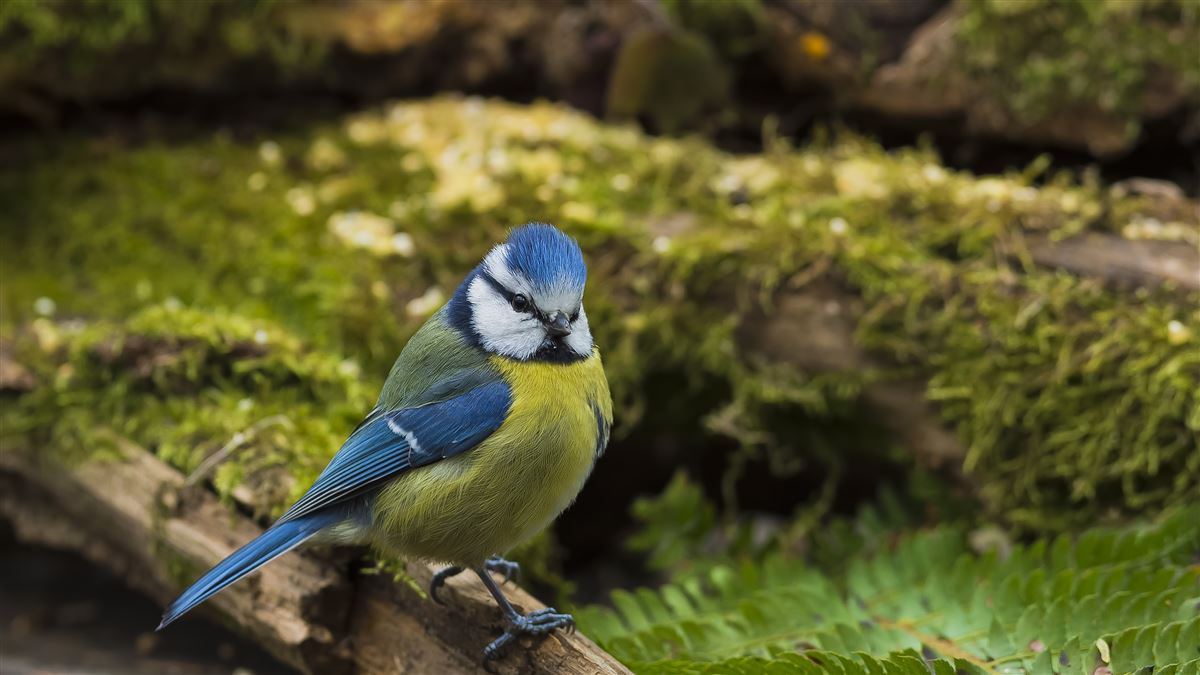 Eurasian Blue Tit