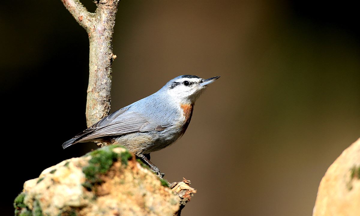 Krüper`s Nuthatch