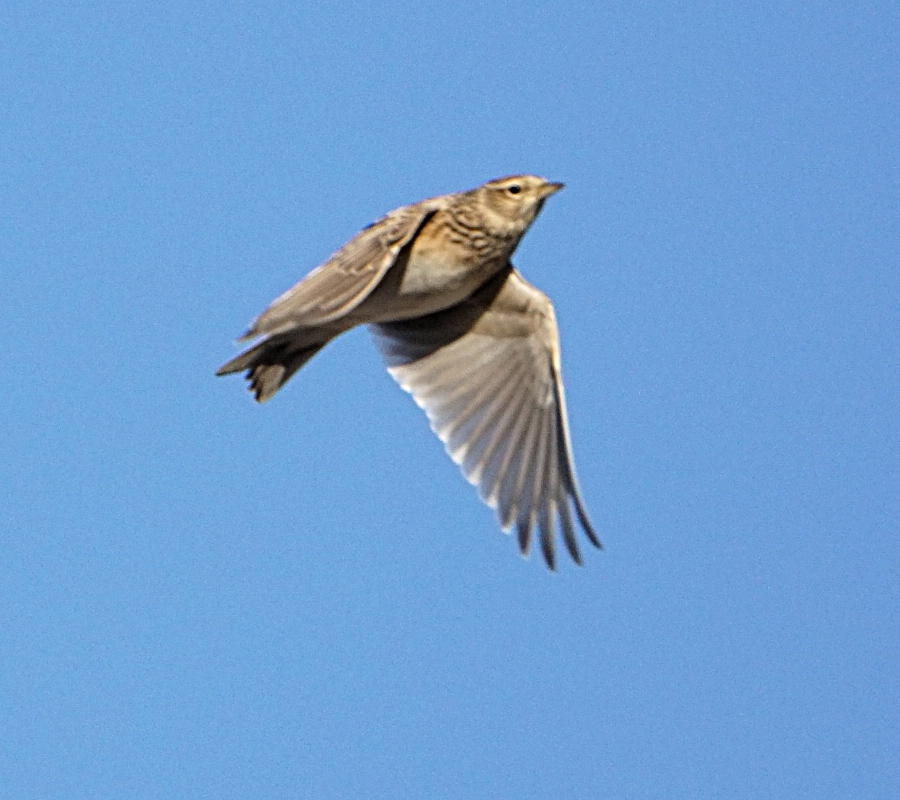 Eurasian Skylark