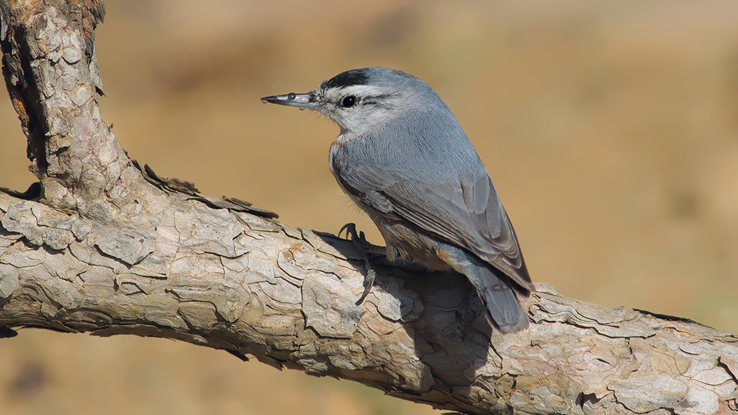 Krüper`s Nuthatch