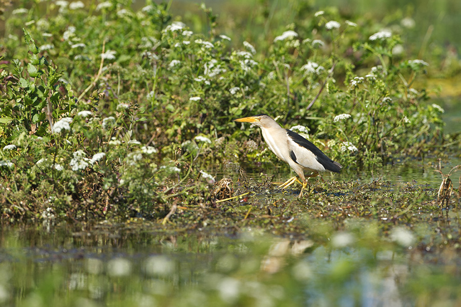 Little Bittern