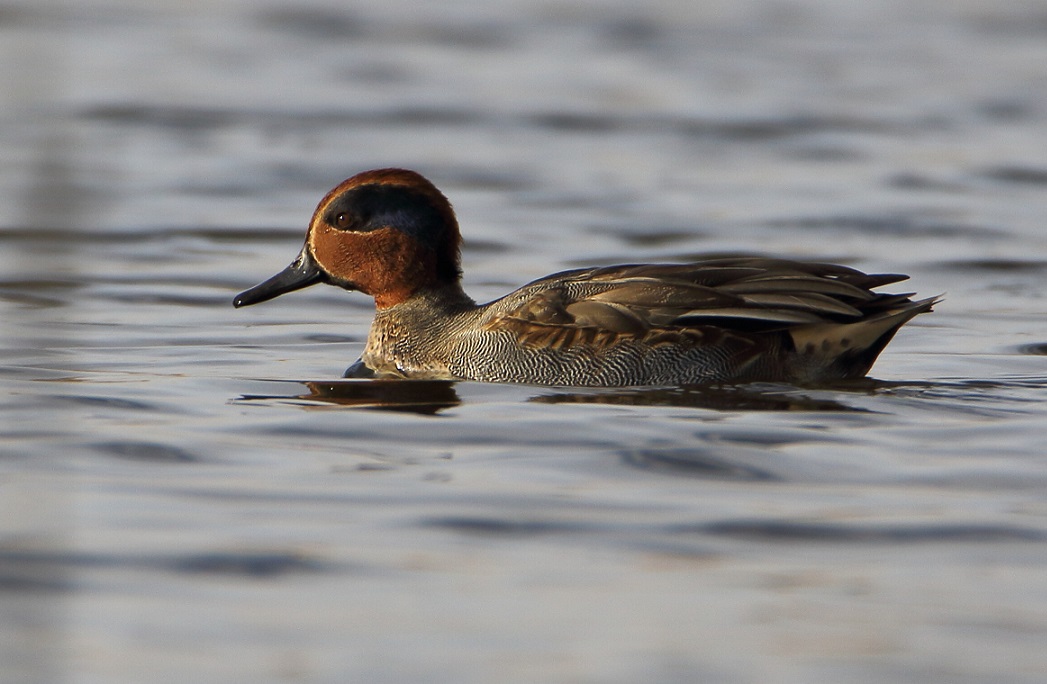 Eurasian Teal