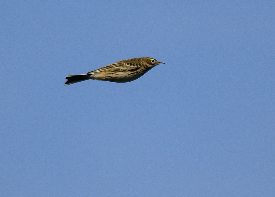 Meadow Pipit