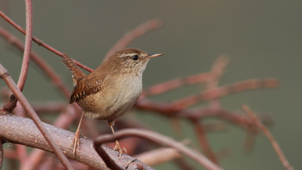 Eurasian Wren