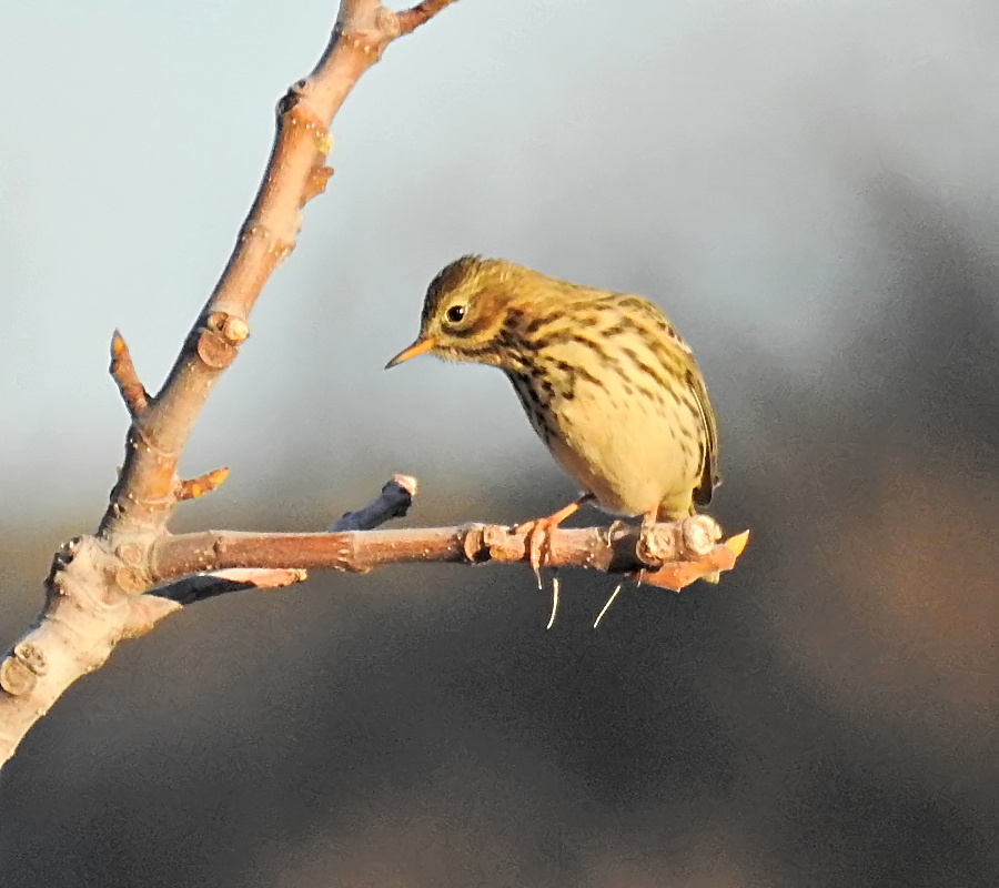 Meadow Pipit