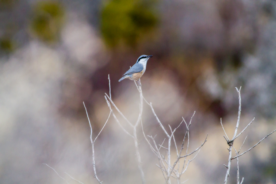 Western Rock Nuthatch