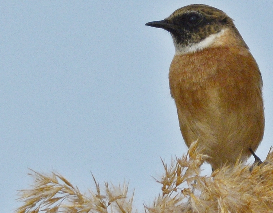 European Stonechat