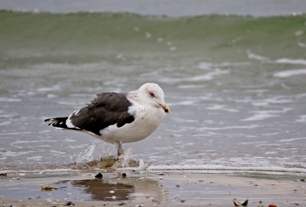 Great Black-backed Gull