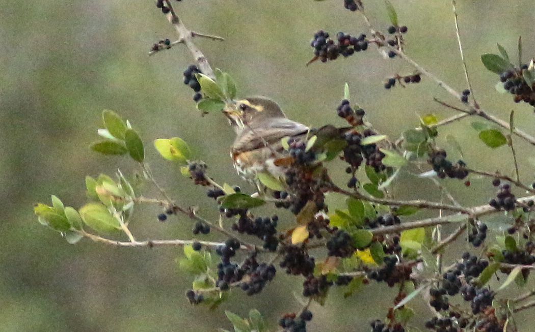 Redwing