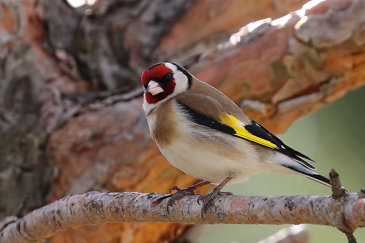 European Goldfinch