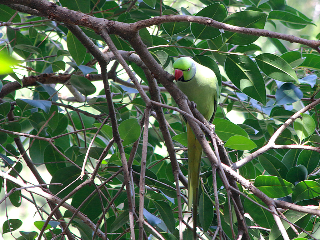 Rose-ringed Parakeet