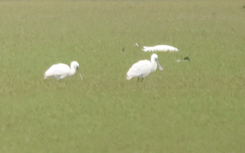 Eurasian Spoonbill