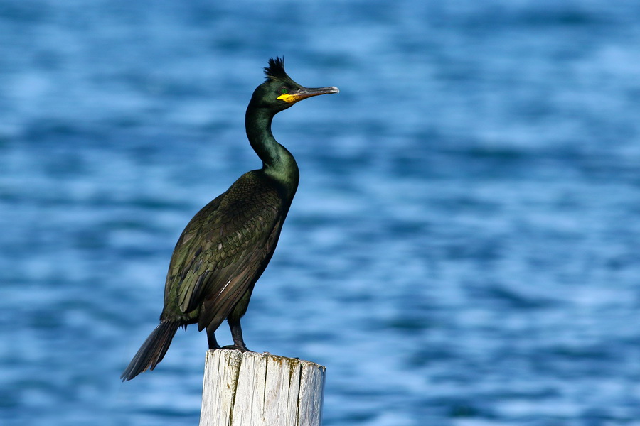 European Shag