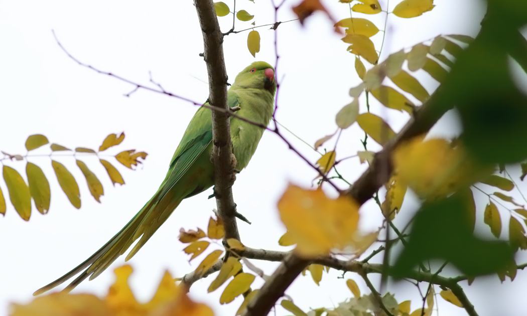 Rose-ringed Parakeet