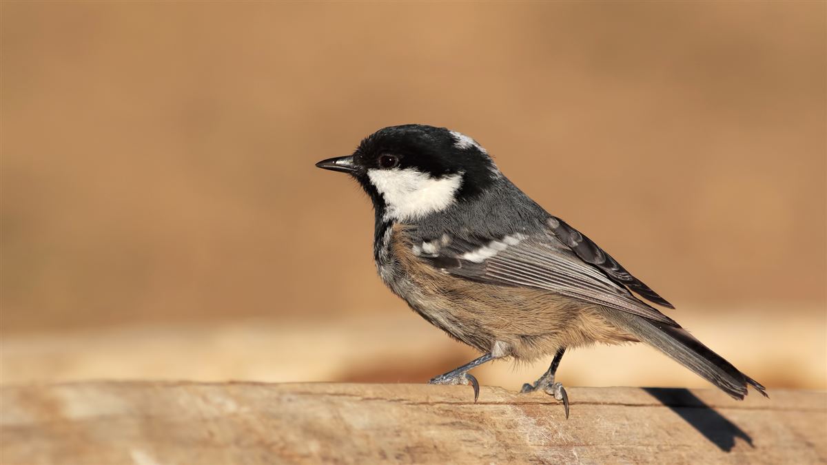 Coal Tit