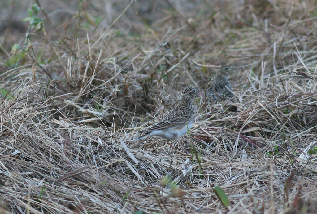 Eurasian Skylark
