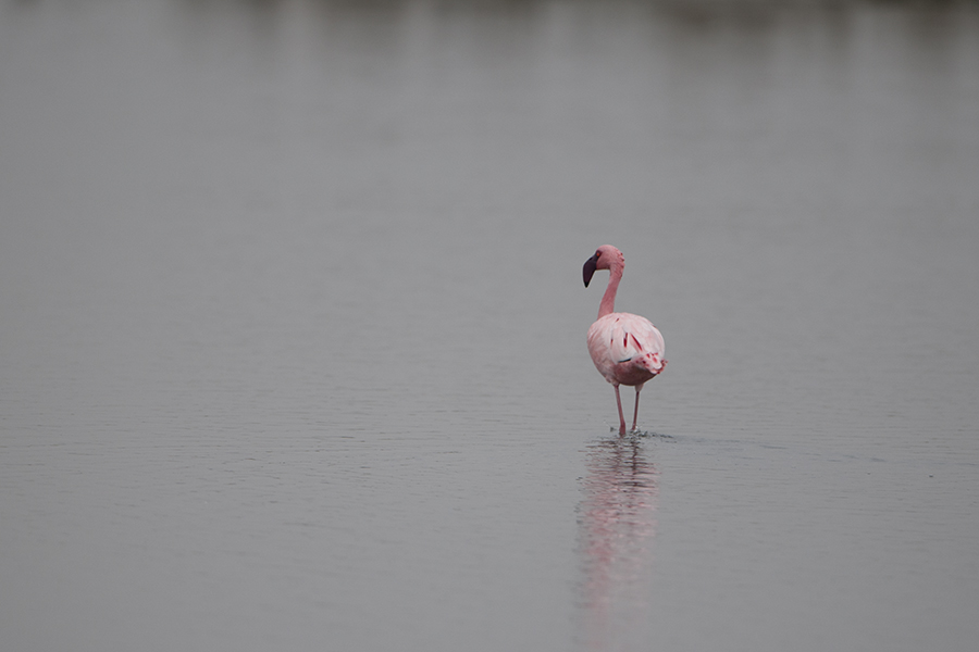 Lesser Flamingo