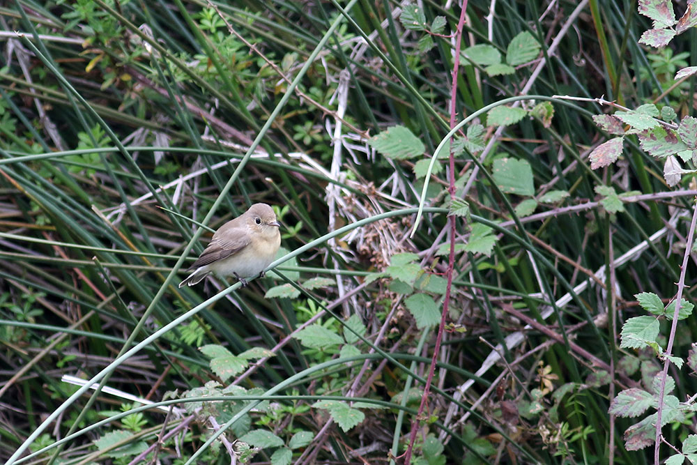 Red-breasted Flycatcher