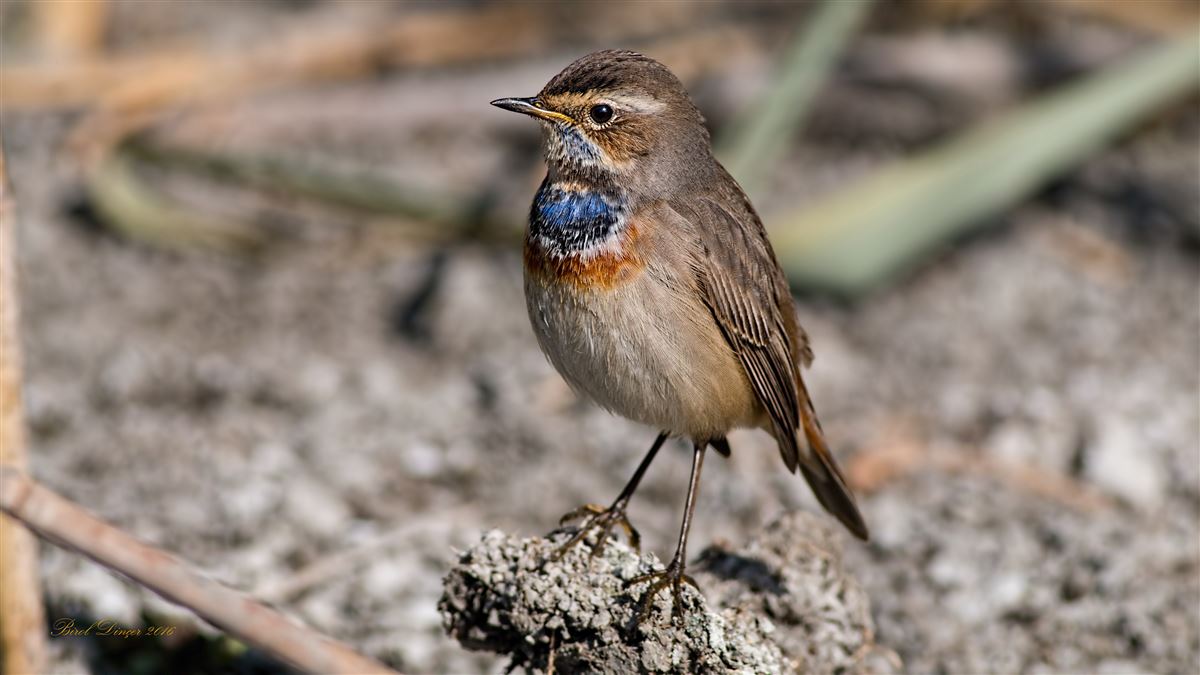 Bluethroat