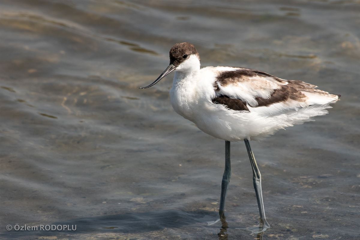Pied Avocet