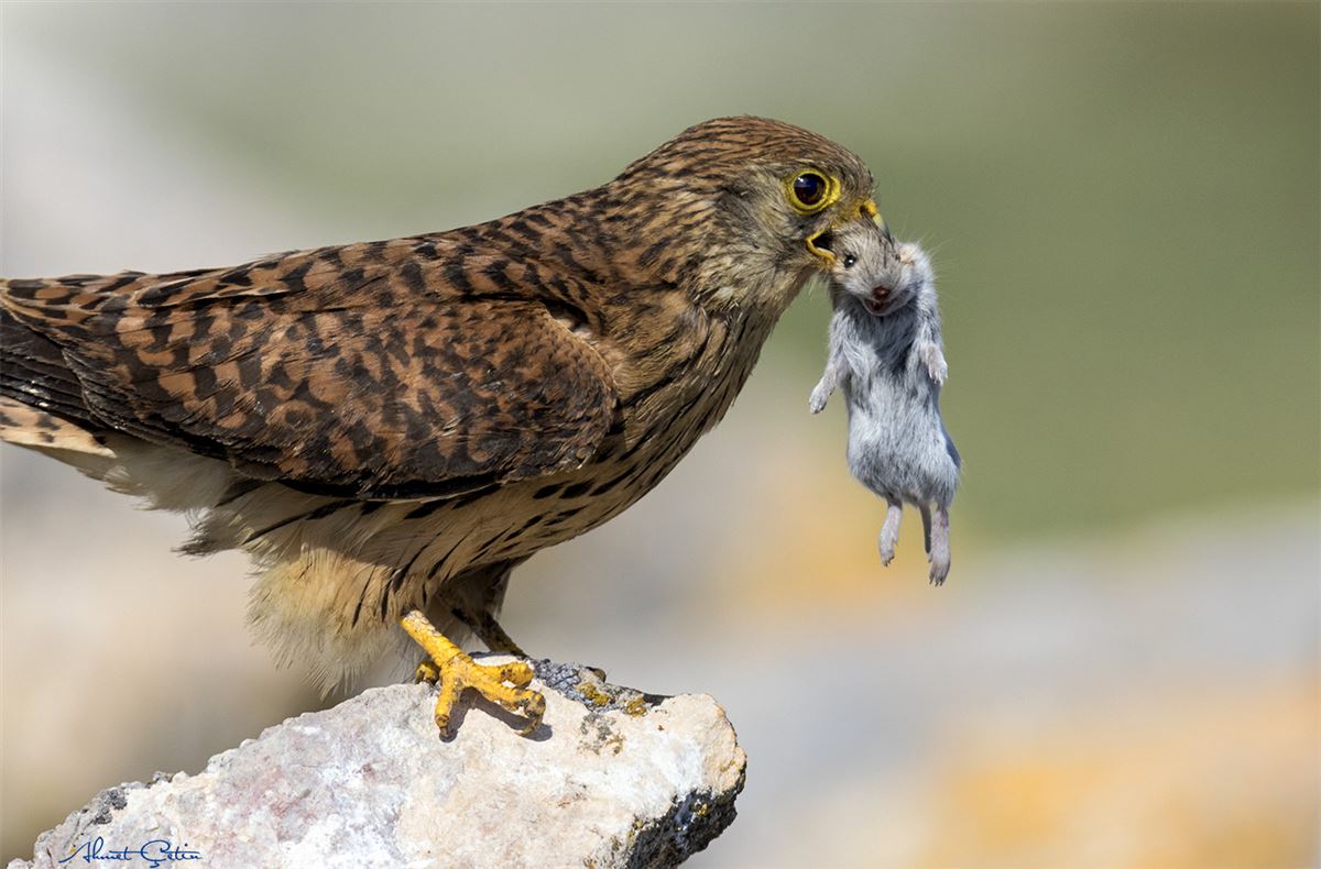 Lesser Kestrel