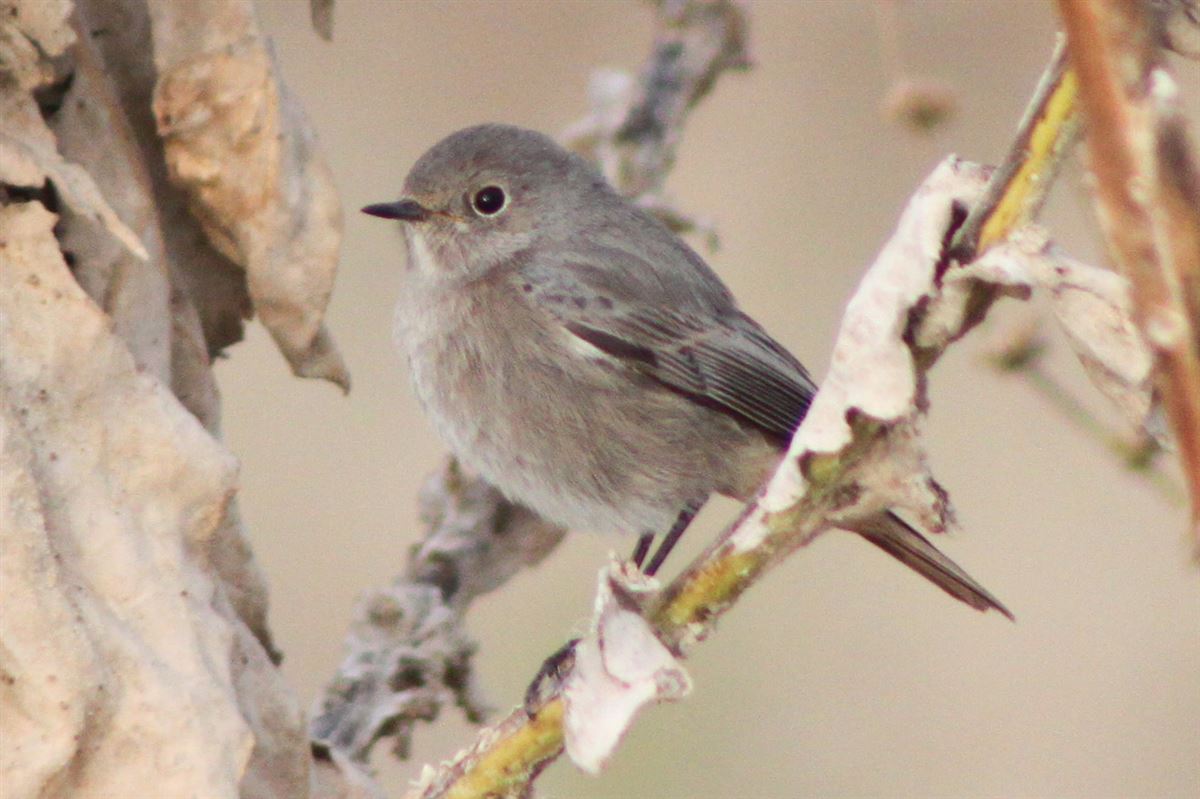 Black Redstart