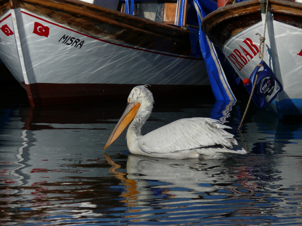 Dalmatian Pelican