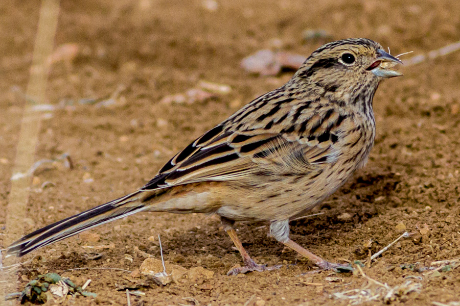 Rock Bunting