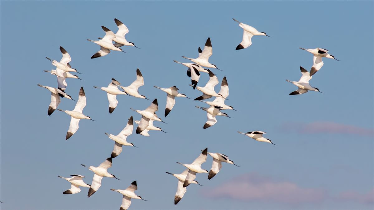 Pied Avocet