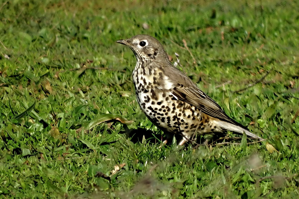 Mistle Thrush