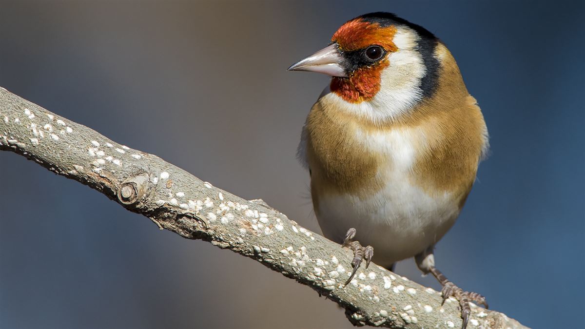 European Goldfinch